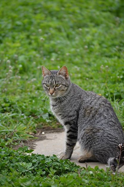 Mirada