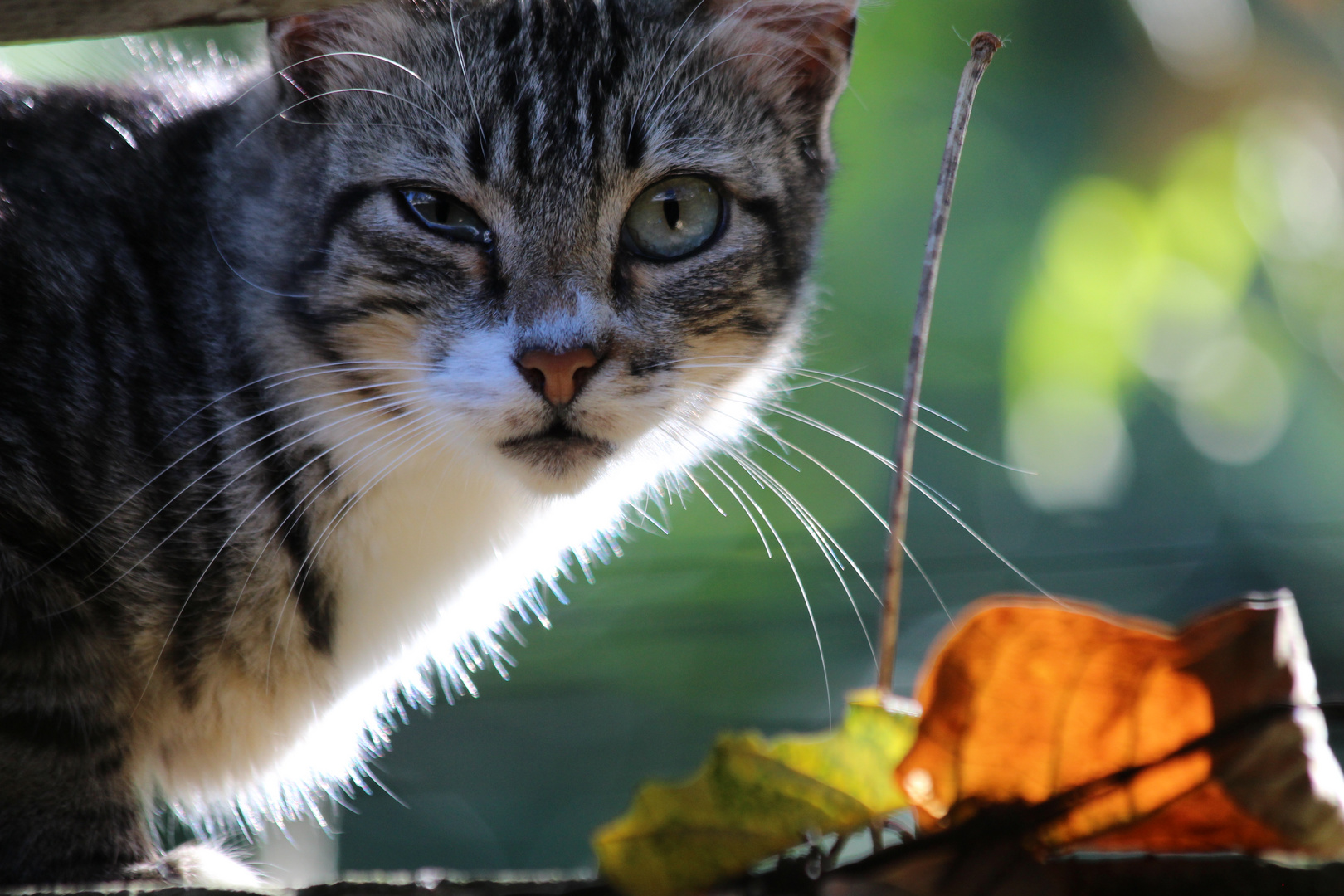 mirada