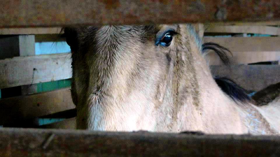 mirada al corazon