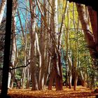 Mirada al Otoño desde el Alero