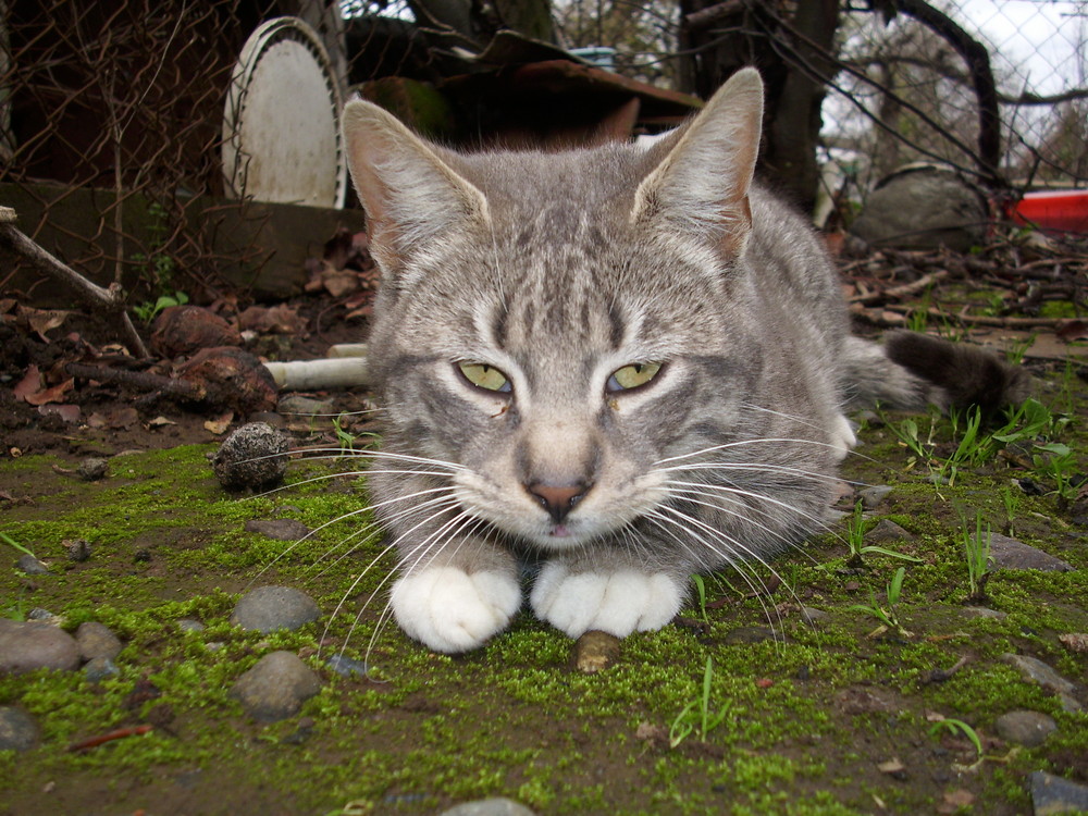 Mirada asesina...