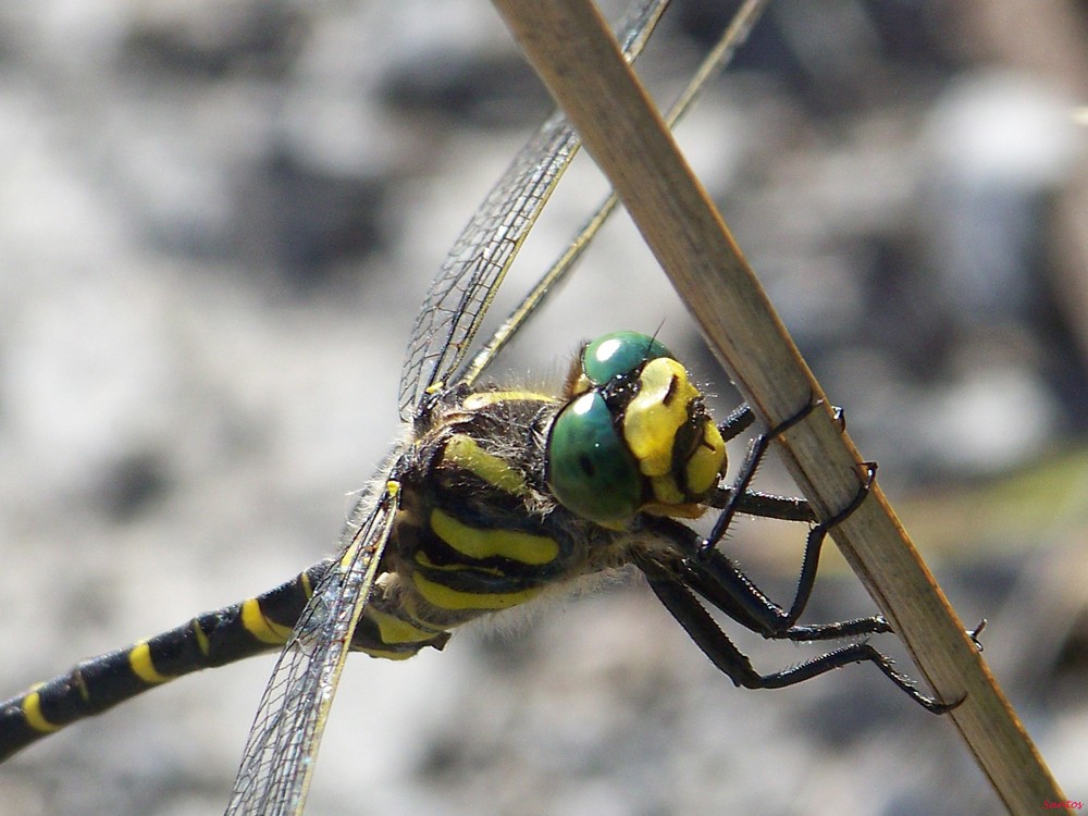 MIRADA ASESINA