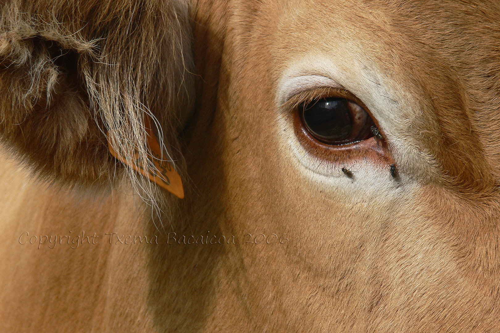 Mirada bovina con moscas