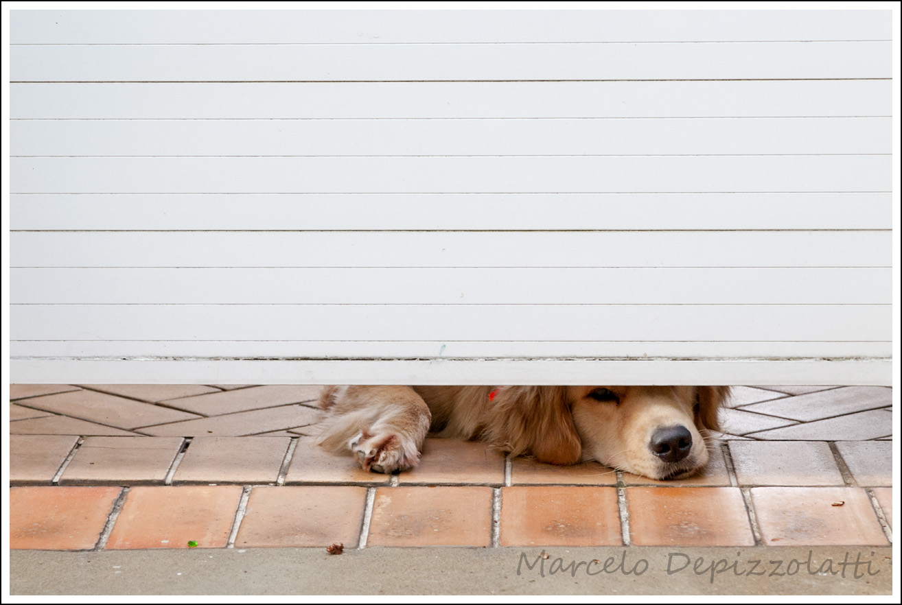 Mirada canina