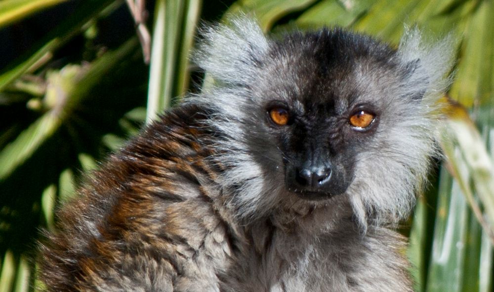 MIRADA CURIOSA,