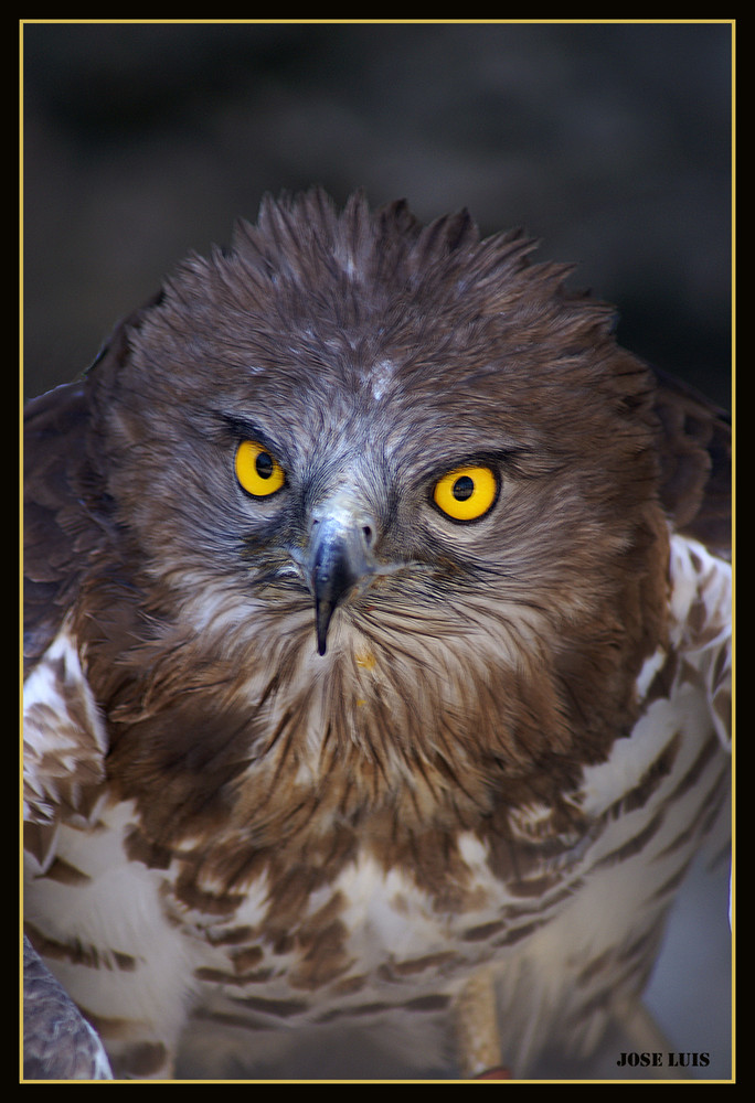 Mirada de buho