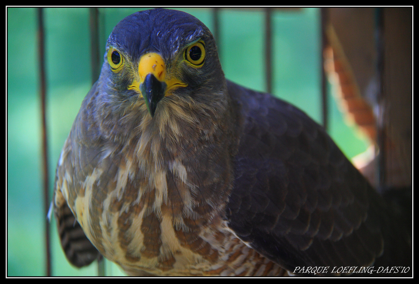 MIRADA DE GAVILAN.....