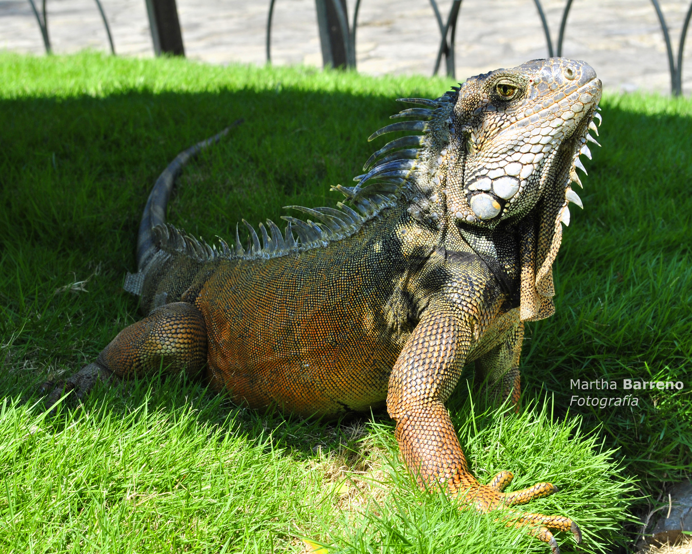 Mirada de Iguana