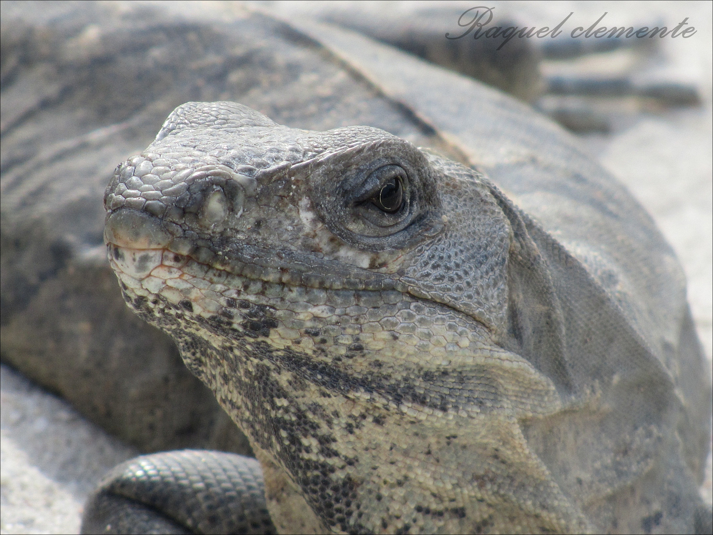 Mirada de la iguana.