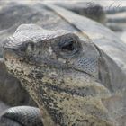 Mirada de la iguana.