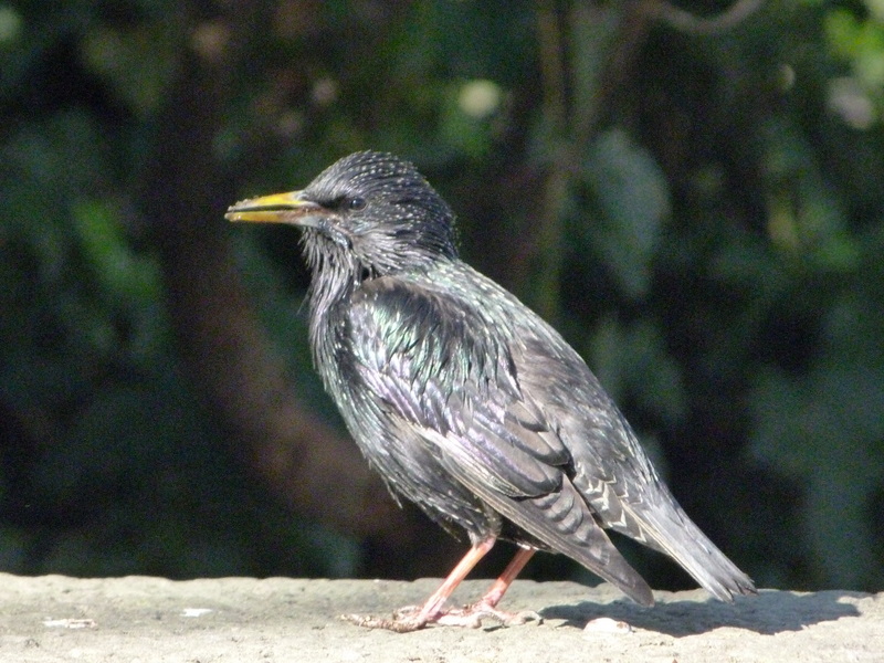 mirada de pájaro