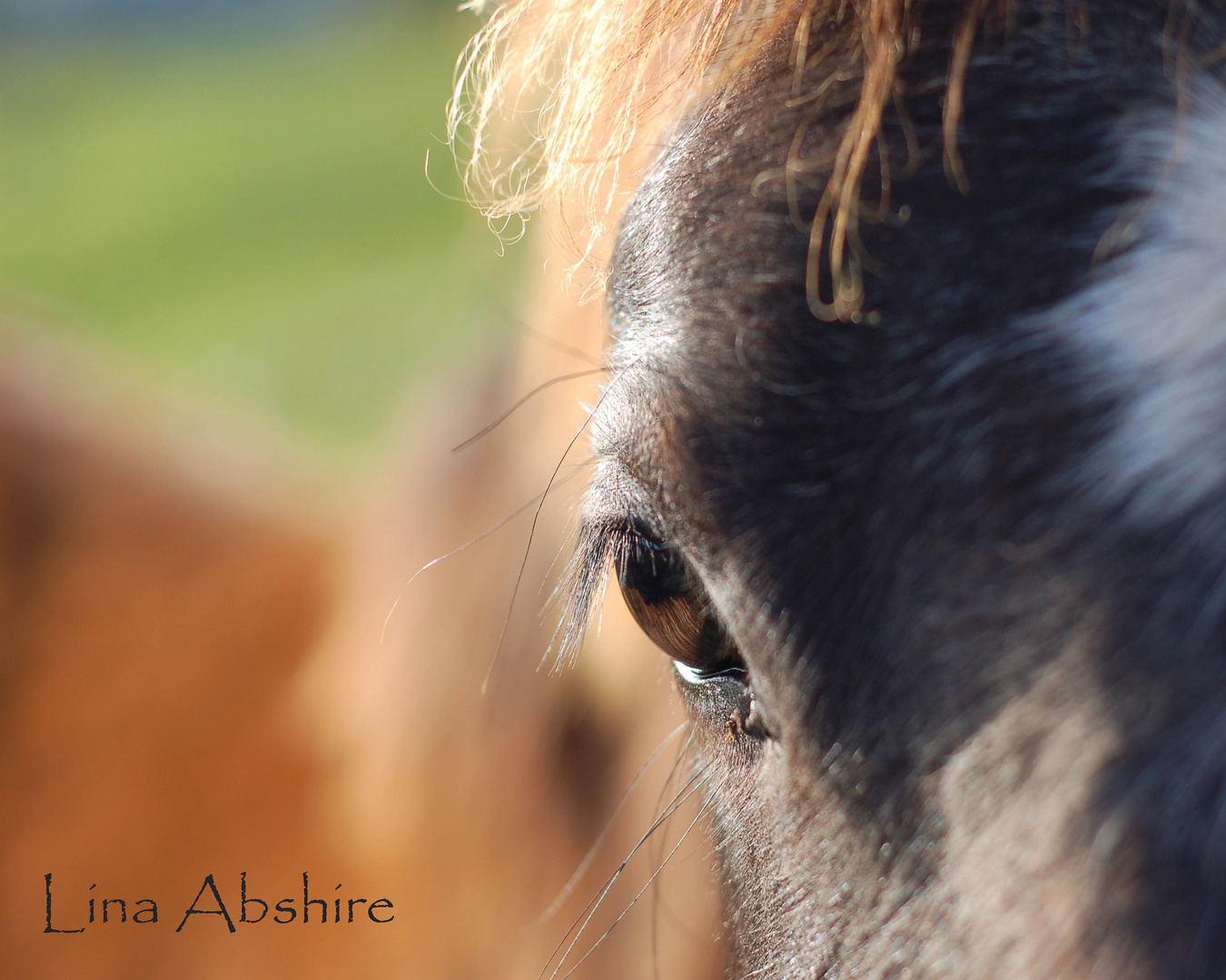 Mirada equina