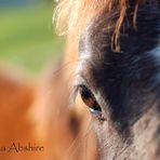 Mirada equina