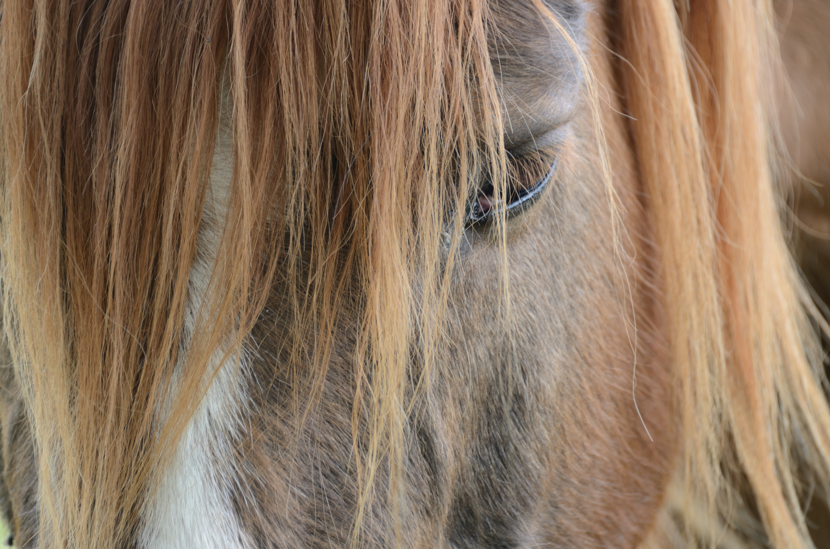 Mirada Equina I