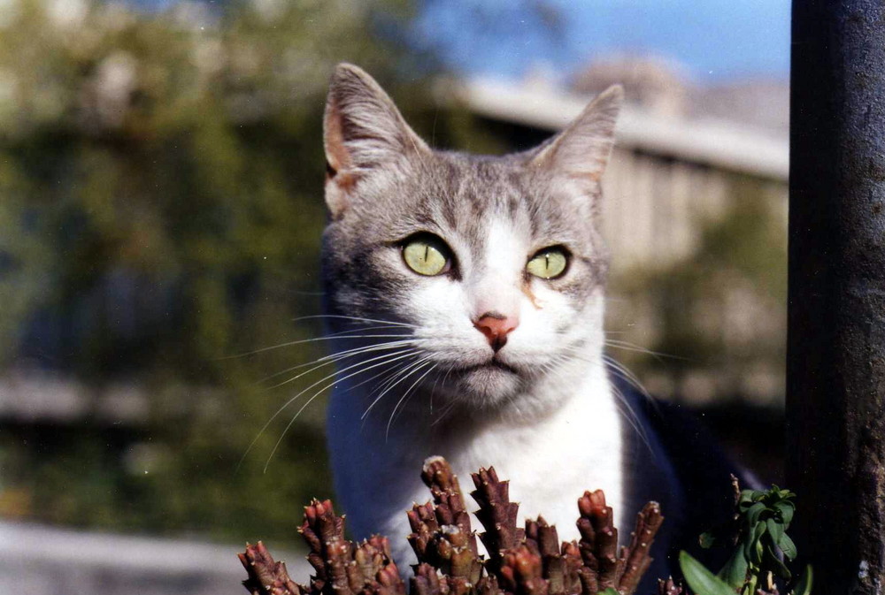 Mirada felina