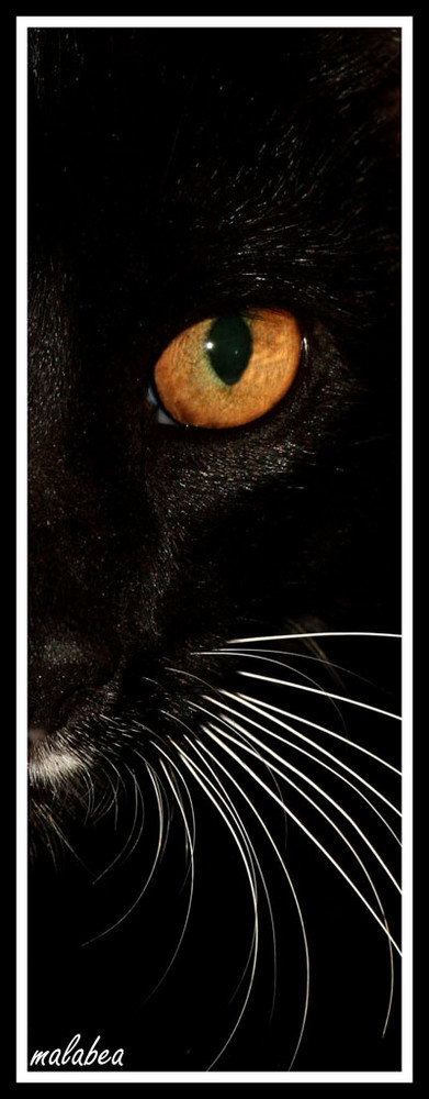 mirada felina