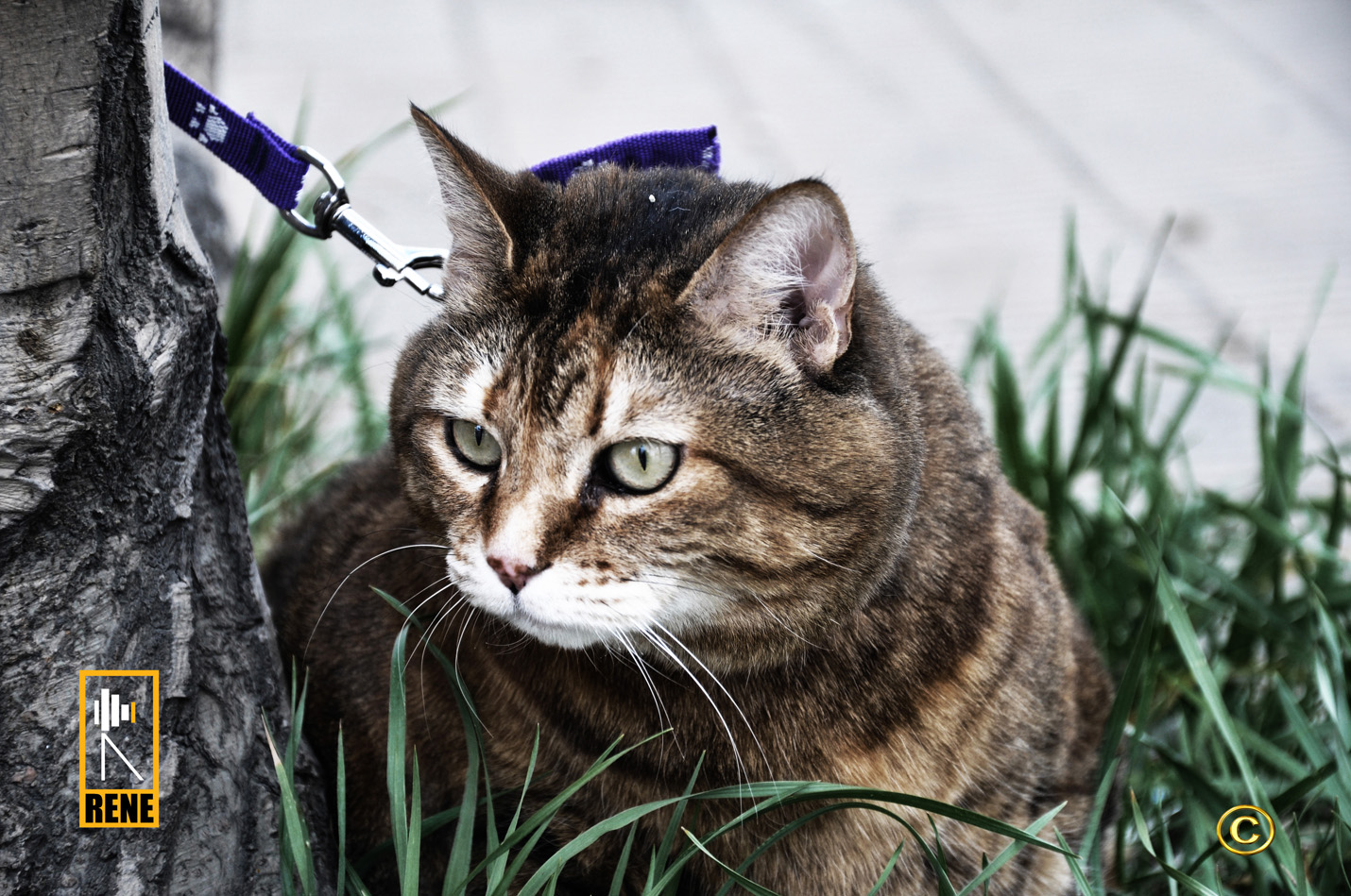 mirada felinas