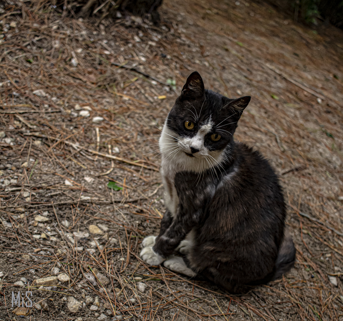 Mirada gatuna