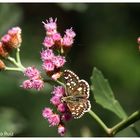 Mirada Macro 3