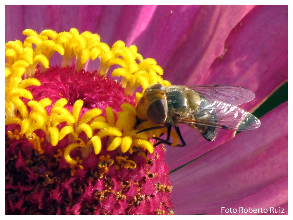 Mirada Macro