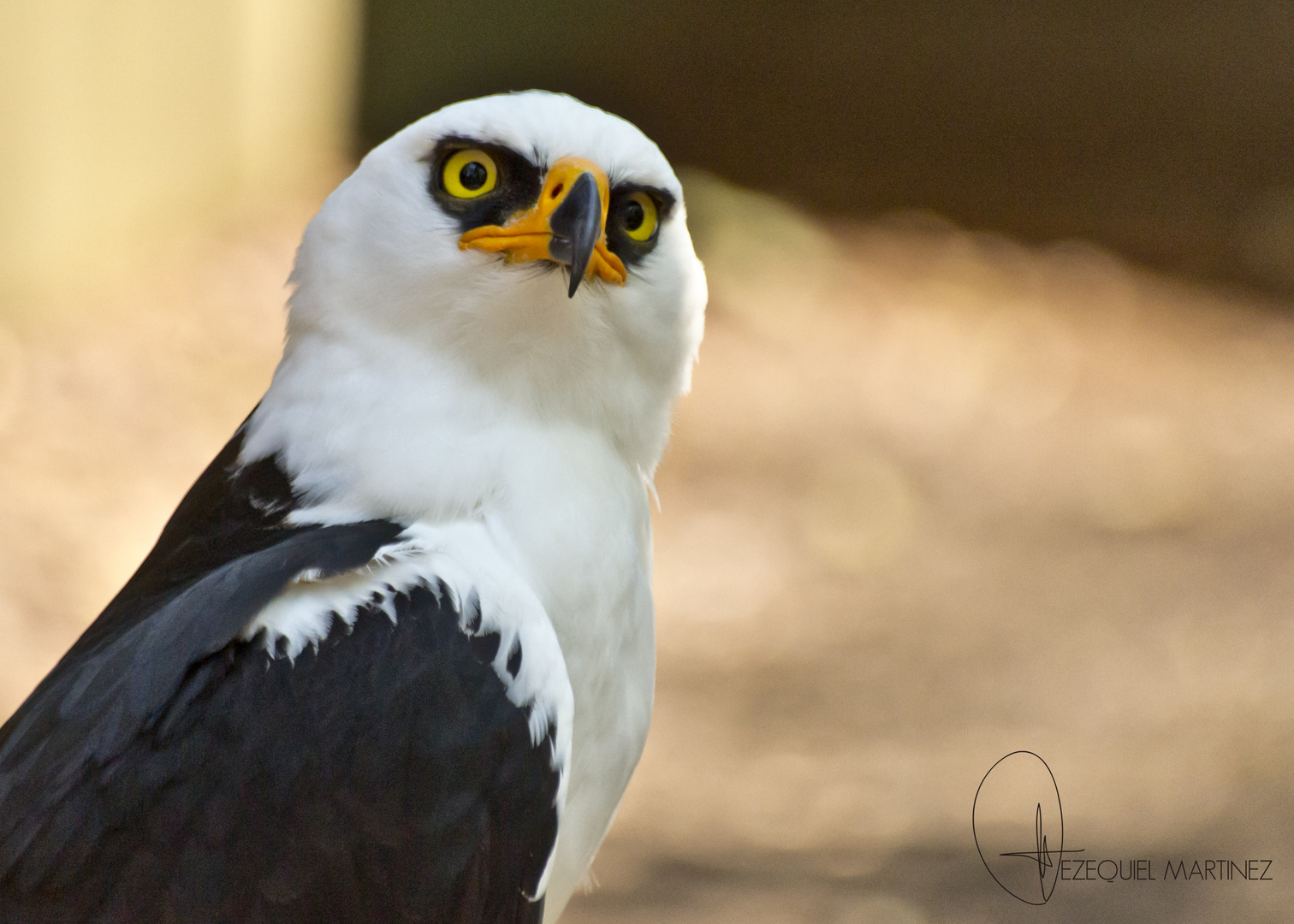 Mirada Penetrante