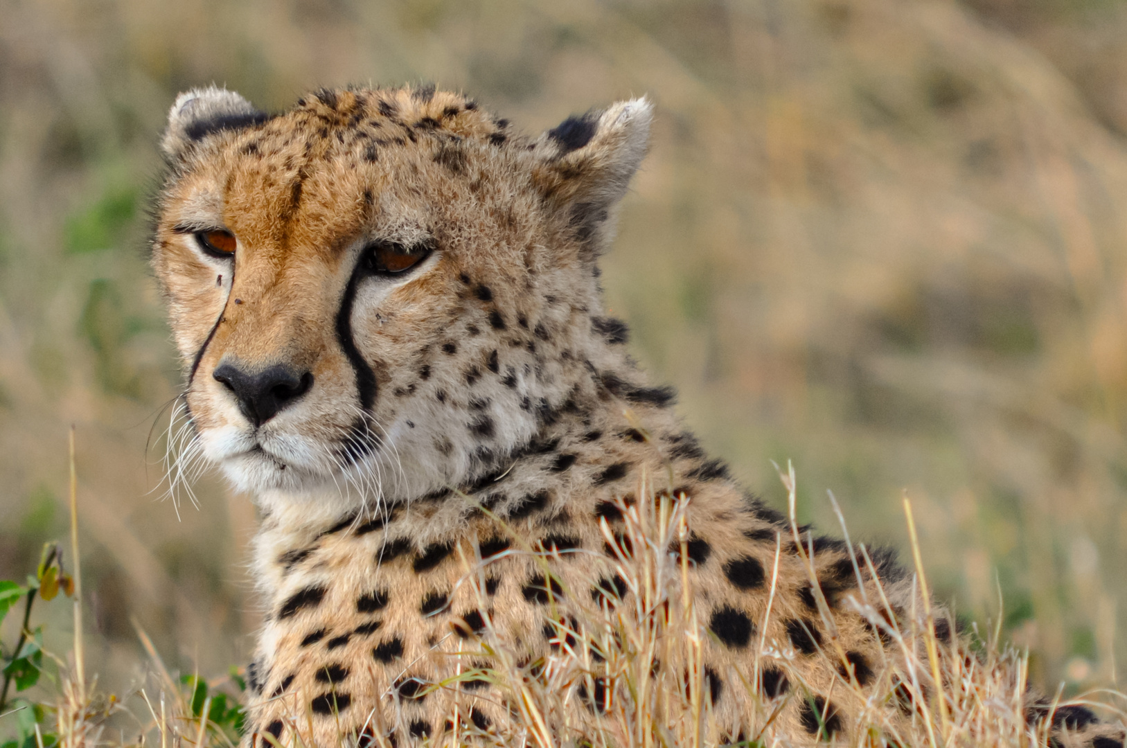 Mirada penetrante