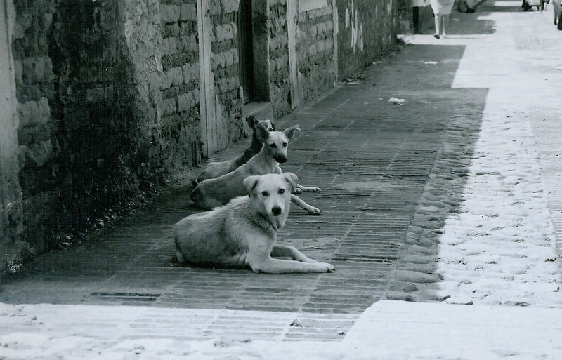 miradas perrunas