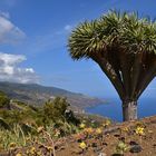 Mirador de La Tosca (Barlovento) La Palma