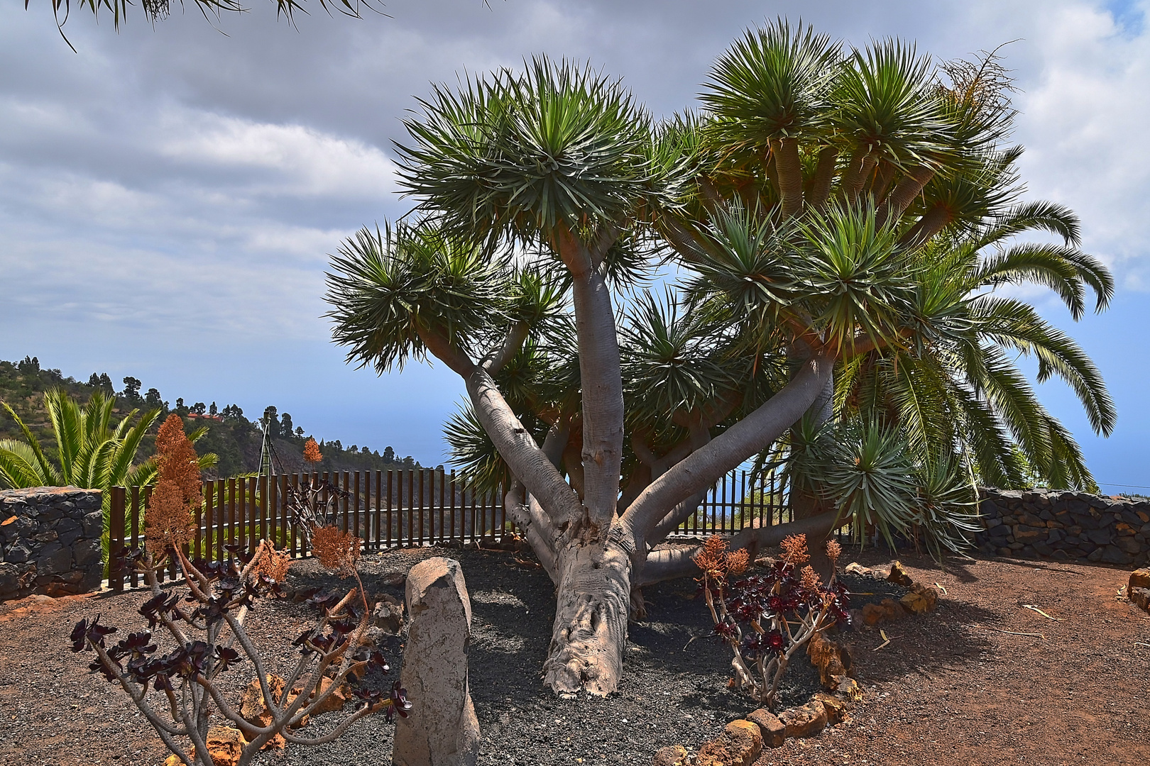 Mirador de Los Dragos / La Palma