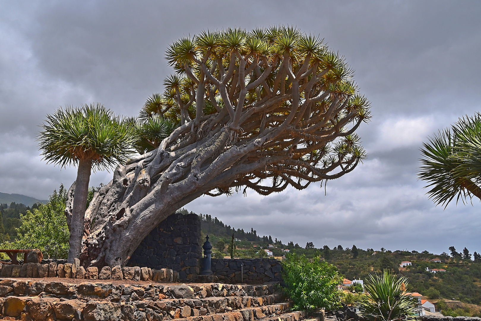 Mirador de Los Dragos / La Palma