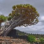 Mirador de Los Dragos / La Palma