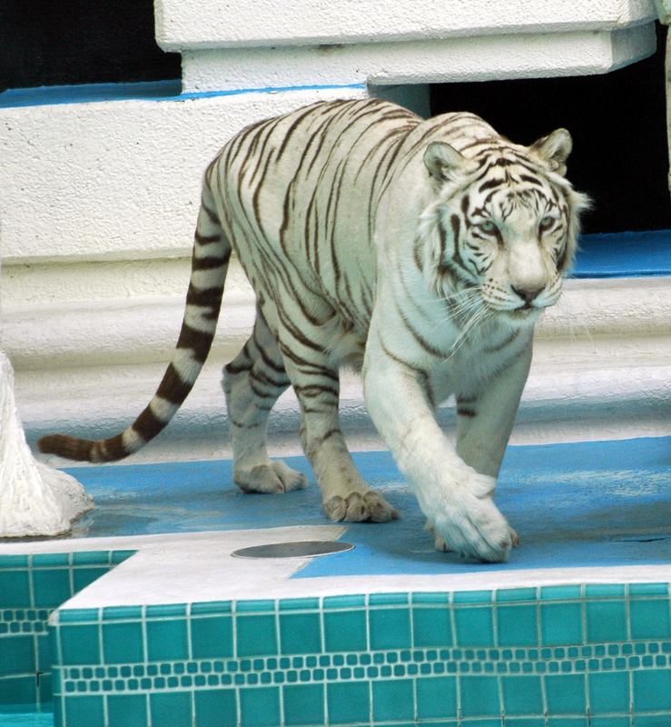 Mirage White Tiger