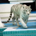 Mirage White Tiger