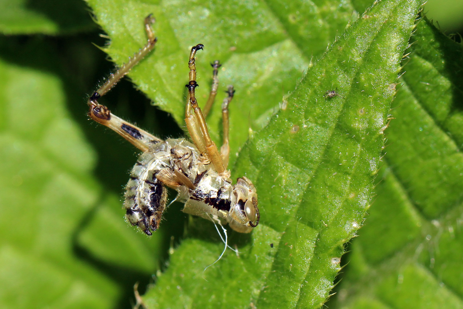 Miramella alpina