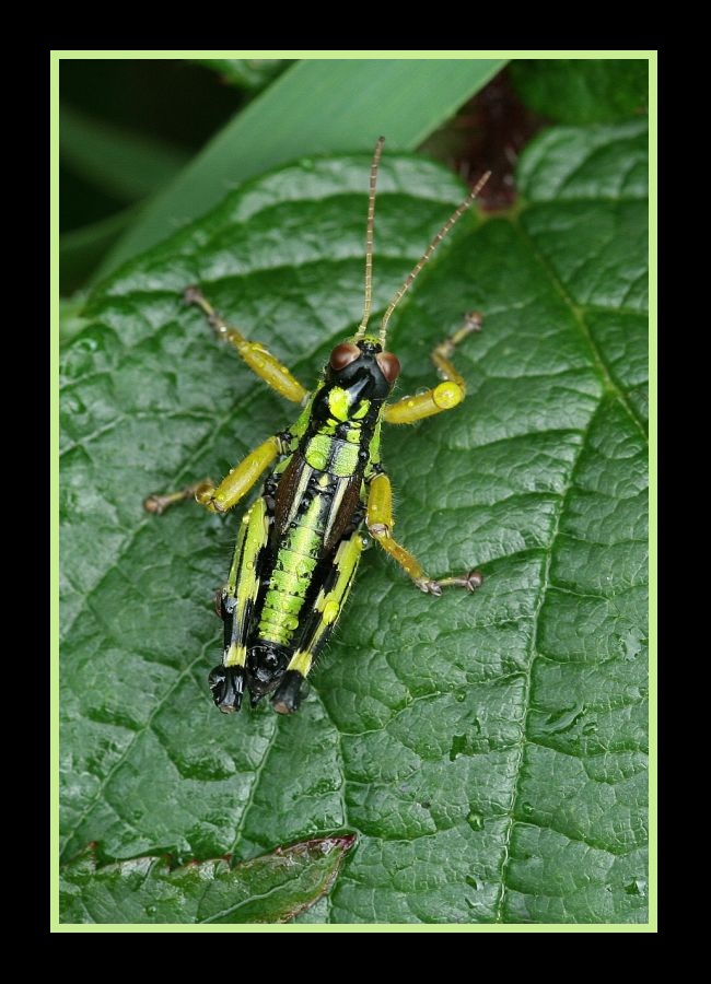 Miramella alpina