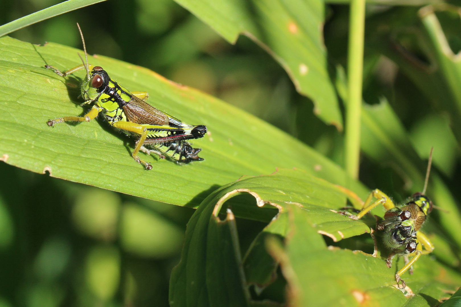 Miramella alpina