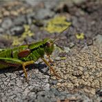 Miramella carinthiaca - Kärntner Gebirgsschrecke