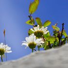 mirando al cielo