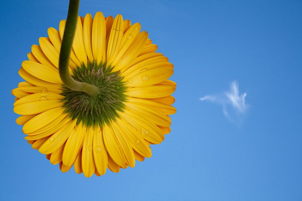 mirando al cielo