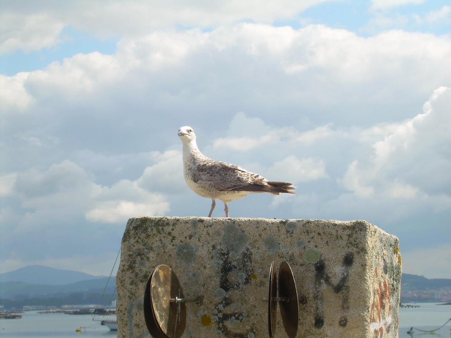 MIRANDO AL MAR