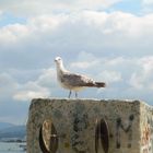 MIRANDO AL MAR