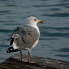 mirando al mar