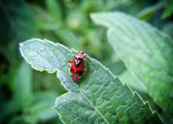 Miride rouge Lygus pratensis