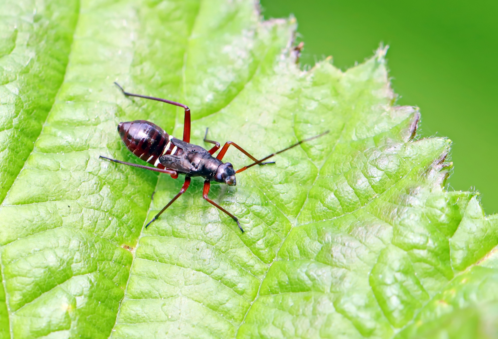 Miris striatus Larve,Prachtwanze