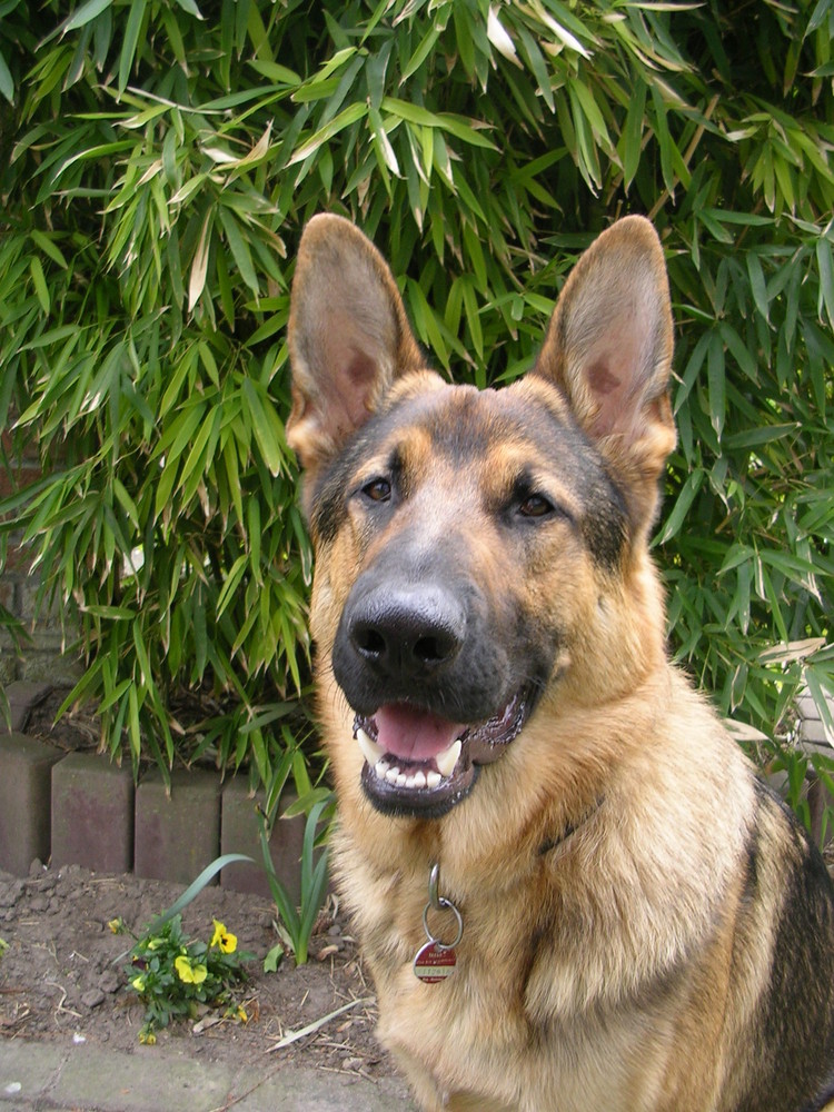 Mirko mit den großen Ohren