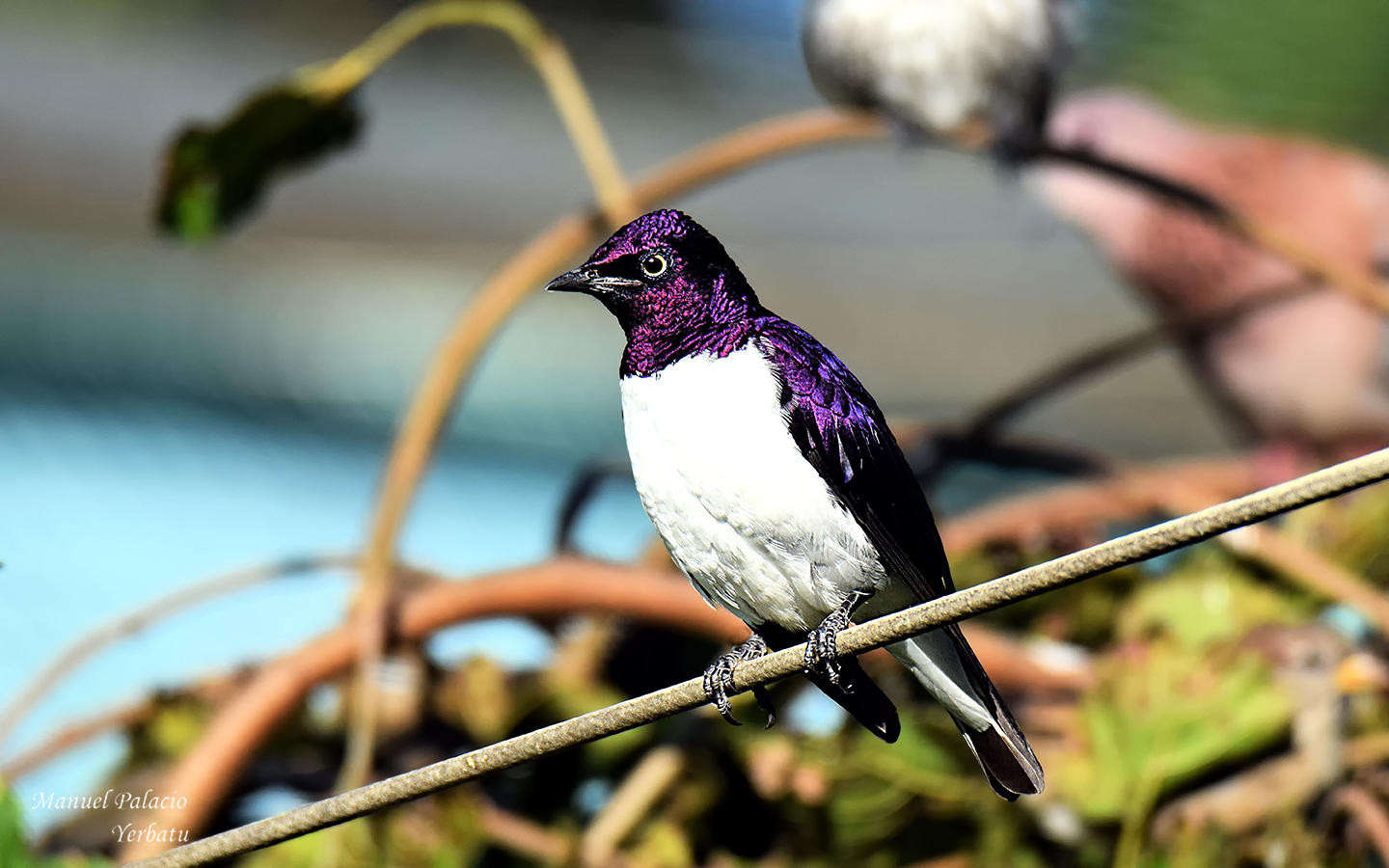 Mirlo amatista - Amethyst blackbird.