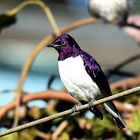 Mirlo amatista - Amethyst blackbird.