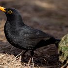 Mirlo común (Turdus merula cabrerae)