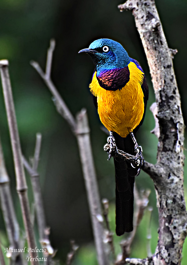 MIRLO METALICO TRICOLOR - TRICOLOR METALLIC BLACKBIRD