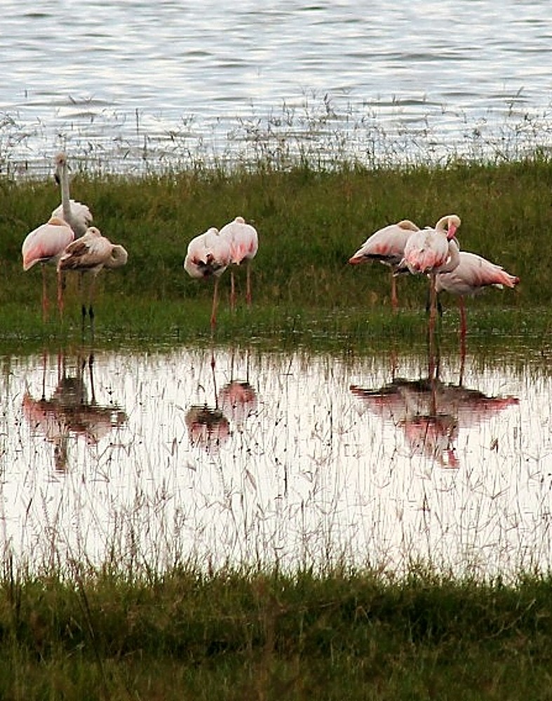 miroir à flamants roses